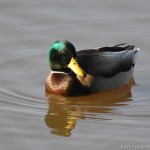 Male Mallard Duck Silver Lake PA