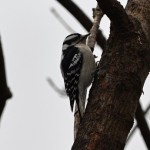 Female Downy Woodpecker Silver Lake PA