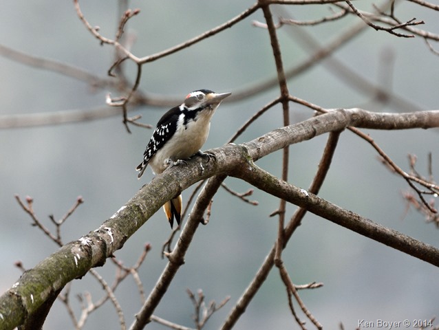 Male Hairy Woodpecker Silver Lake PA