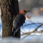 Red Bellied Woodpecker Silver Lake PA