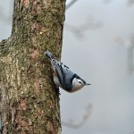 White Breasted Nuthatch Silver Lake PA