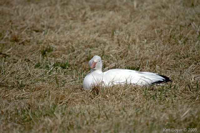 Snow Swan 2009