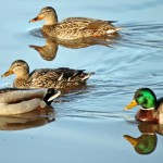 Mallard Ducks 2010