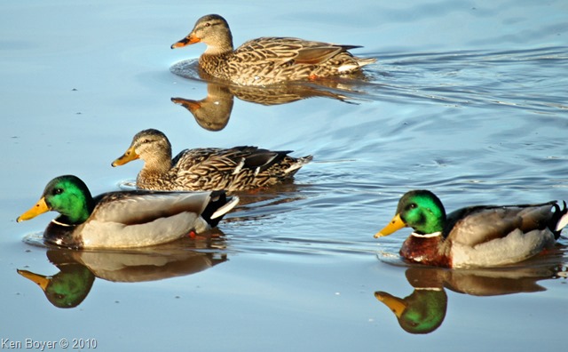 Mallard Ducks 2010