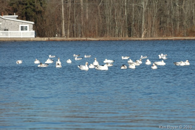 Snow Geese 2010