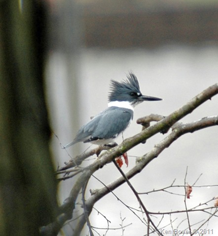 Belted Kingfisher 2011