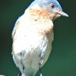 Eastern Bluebird 2011
