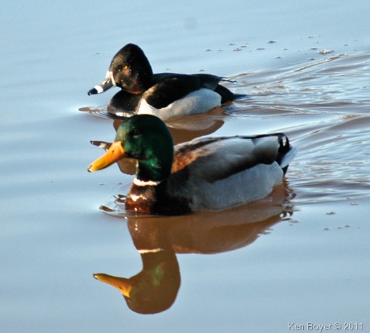 Male Mallard & Ring Necked Duck 2011