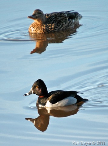 Ring Necked Duck and Female Mallard 2011