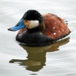 Ruddy Duck (Mating Colors) 2011