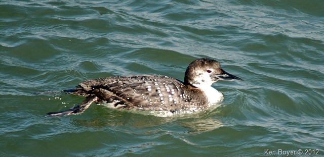 Common Loon - Winter Colors 2012