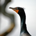 Double-Crested Cormorant 2012