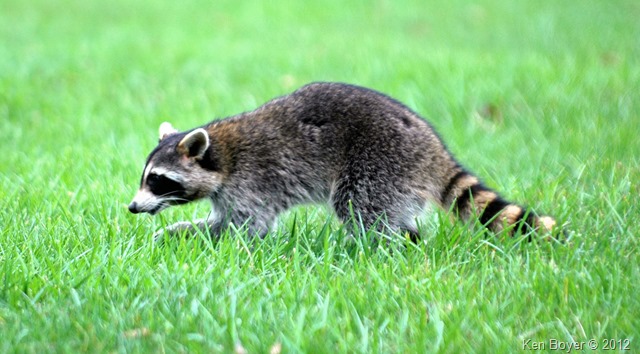 Raccoon 2012