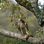 Red-Tailed Hawk picking prey out of the tree! 2012