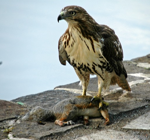Red-Tailed Hawk with prey 2012
