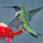 Ruby-Throated Hummingbird - female 2014