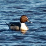 Northern Pintail Duck 2014
