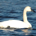 Tundra Swan 2012