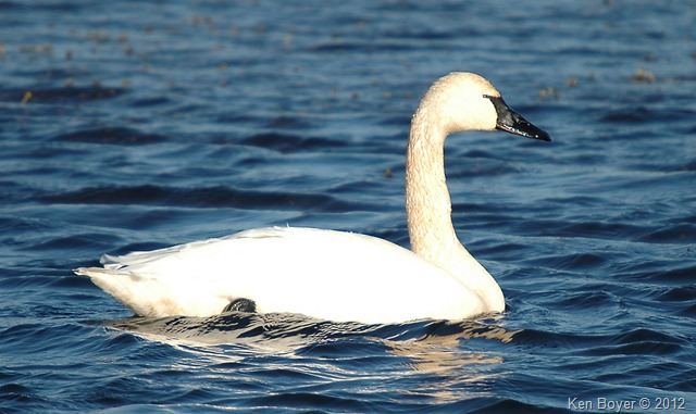 Tundra Swan 2012