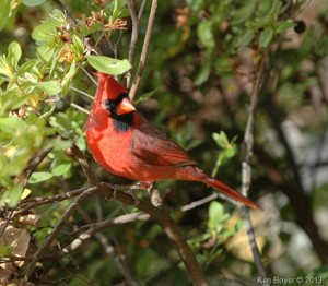 Male Cardinal Silver Lake PA