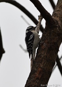 Female Downy Woodpecker Silver Lake PA