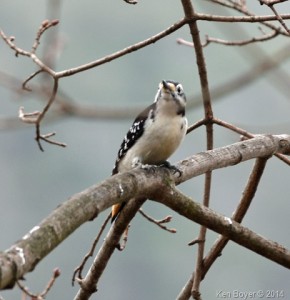 Female Hairy Woodpecker Silver Lake PA