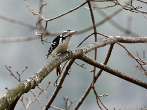 Male Hairy Woodpecker Silver Lake PA