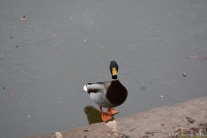 Male Mallard Duck Silver Lake PA