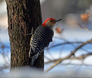 Red Bellied Woodpecker Silver Lake PA