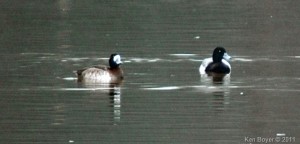 Greater Scaups 2011