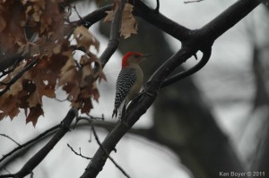 Red-Bellied Woodpecker 2011