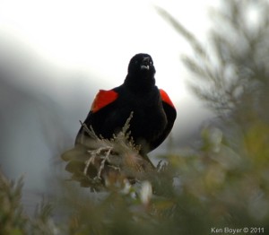 Red-Winged Blackbird 2011