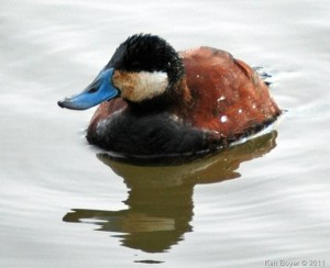 Ruddy Duck (Mating Colors) 2011