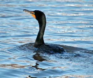 Double Crested Cormorant 2012