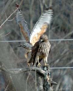 Red Tailed Hawks 2012