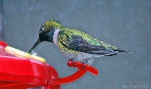 Ruby-throated Hummingbird - female 2012
