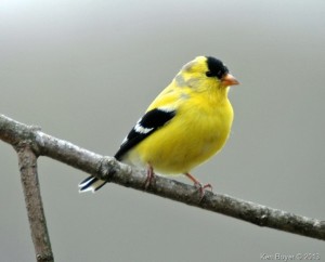 American Goldfinch 2013