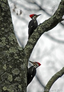 Pileated Woodpeckers 2013