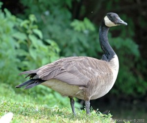 Canada Goose 2012