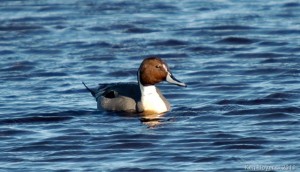 Northern Pintail Duck 2014